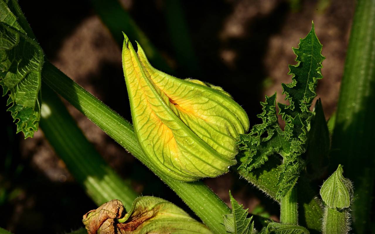 Gelbe Zucchiniblüte (Symbolfoto)