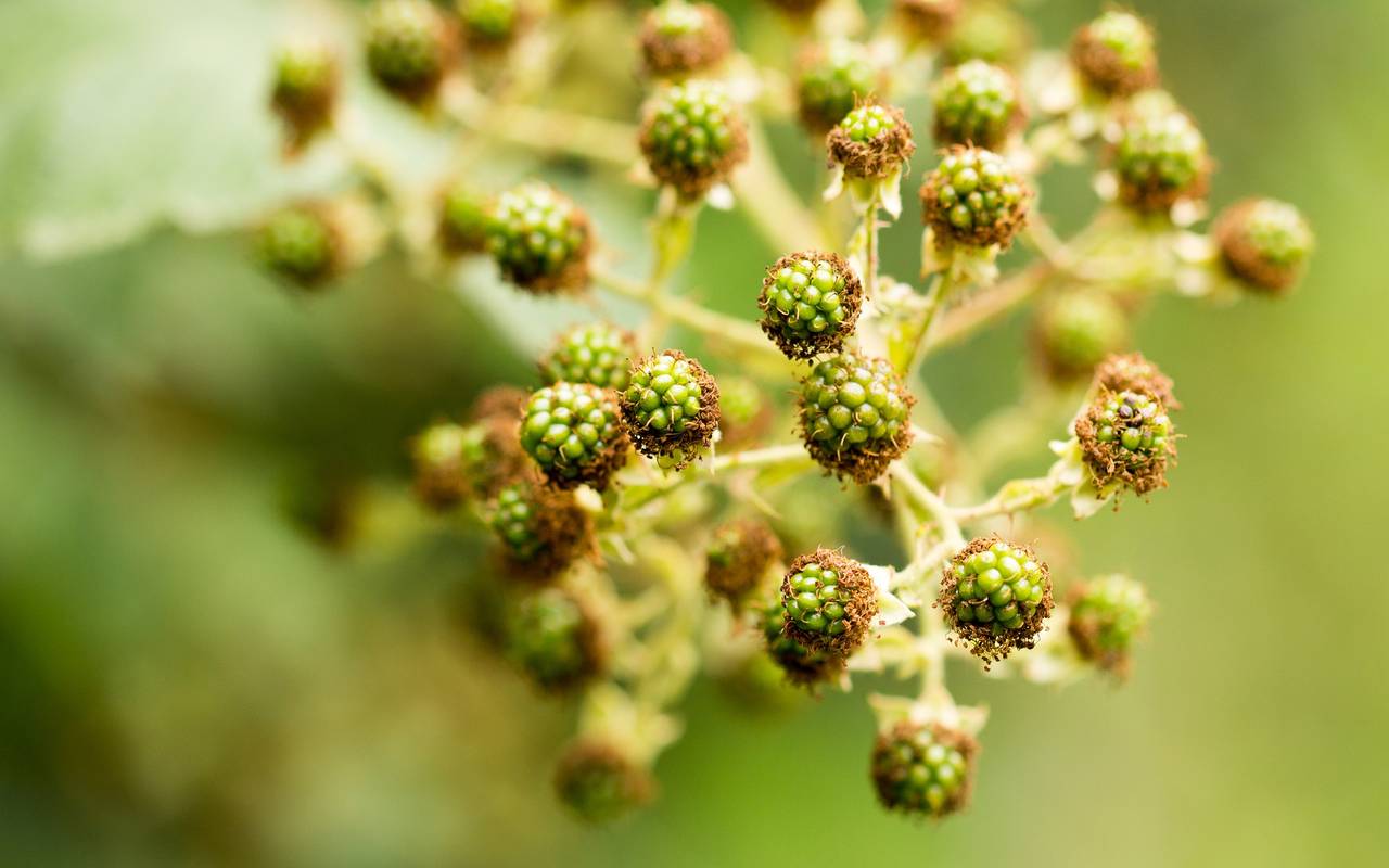 Grüne, unreife Brombeeren