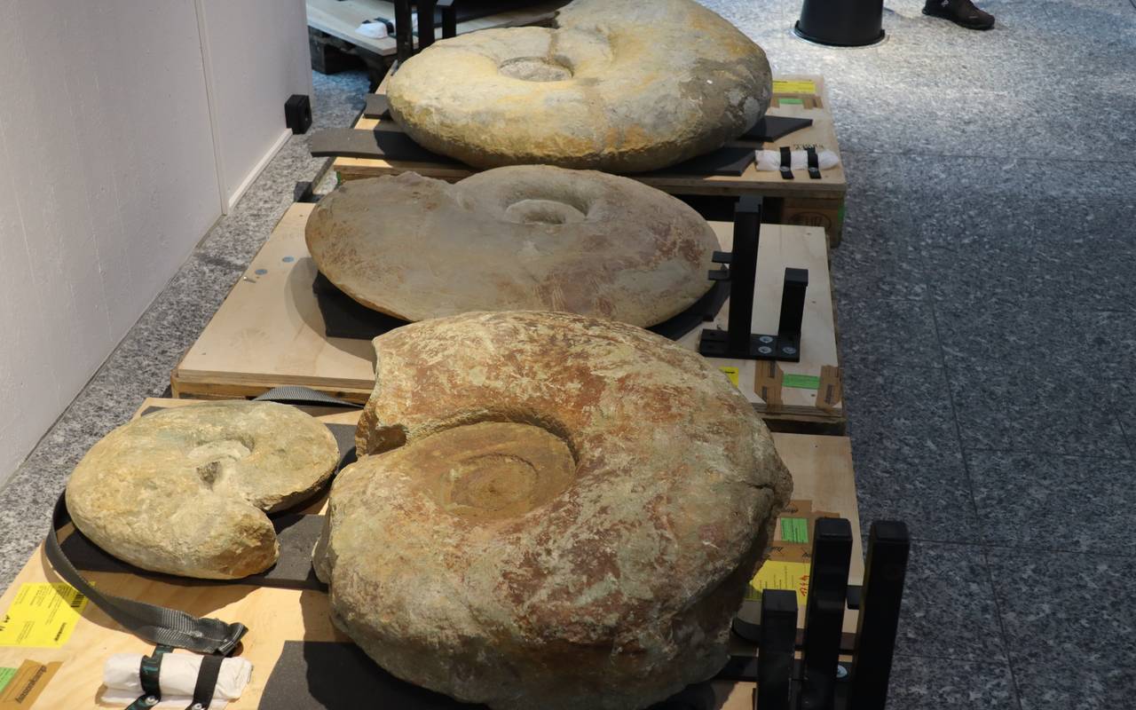 Ausstellungsstück im Museum für Naturkunde Dortmund.