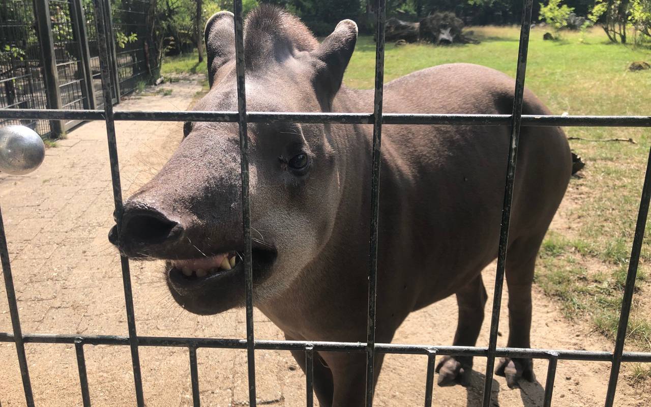 Grinsende Tapir-Dame im Dortmund Zoo.