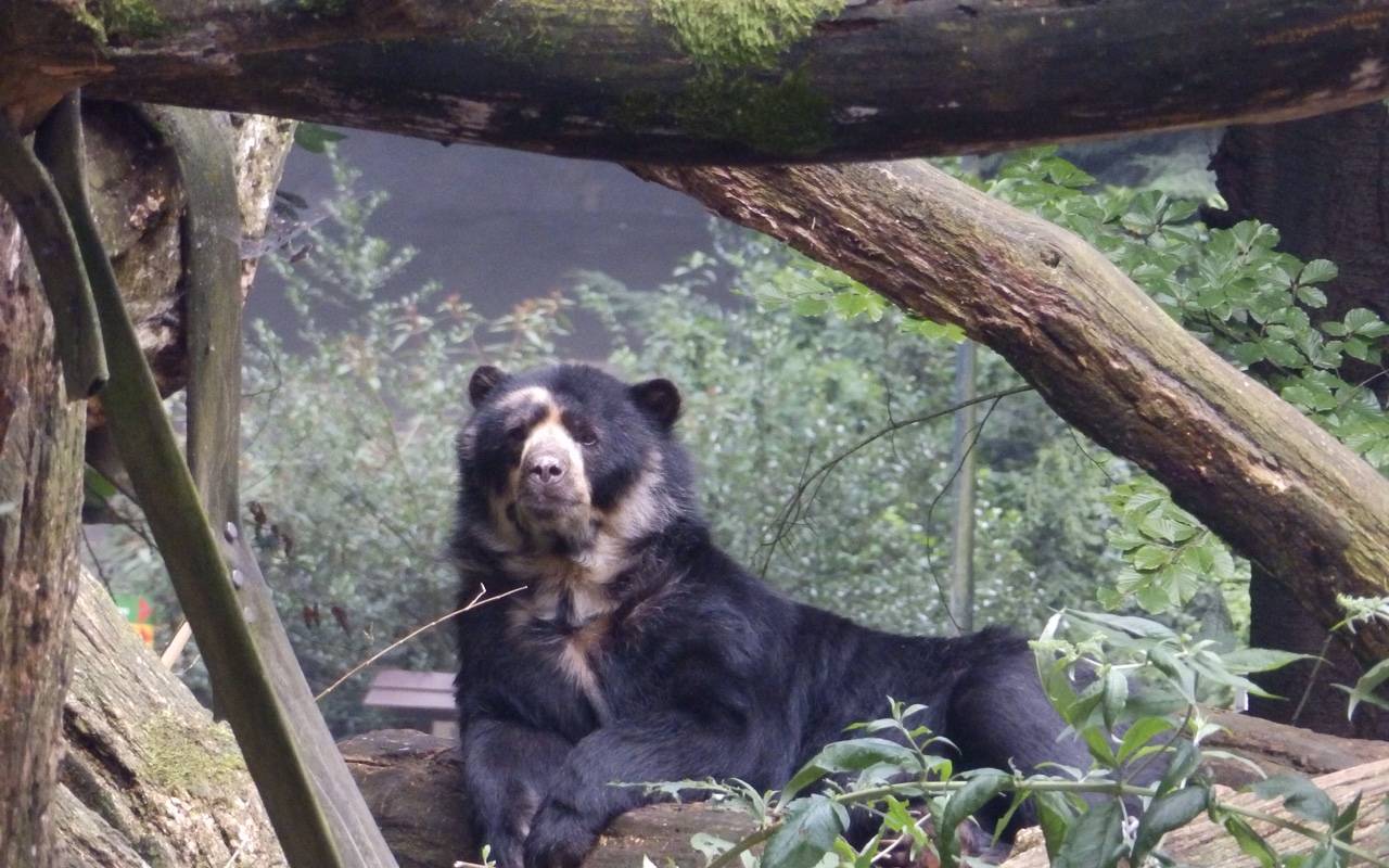 Andenbär Moritz aus dem Dortmunder Zoo.