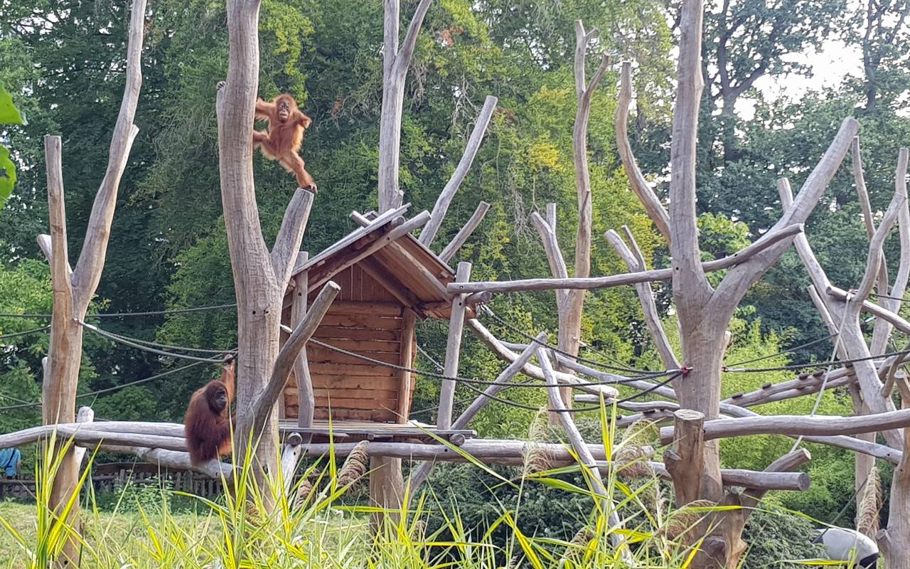 Oran Utan im Dortmund Zoo.