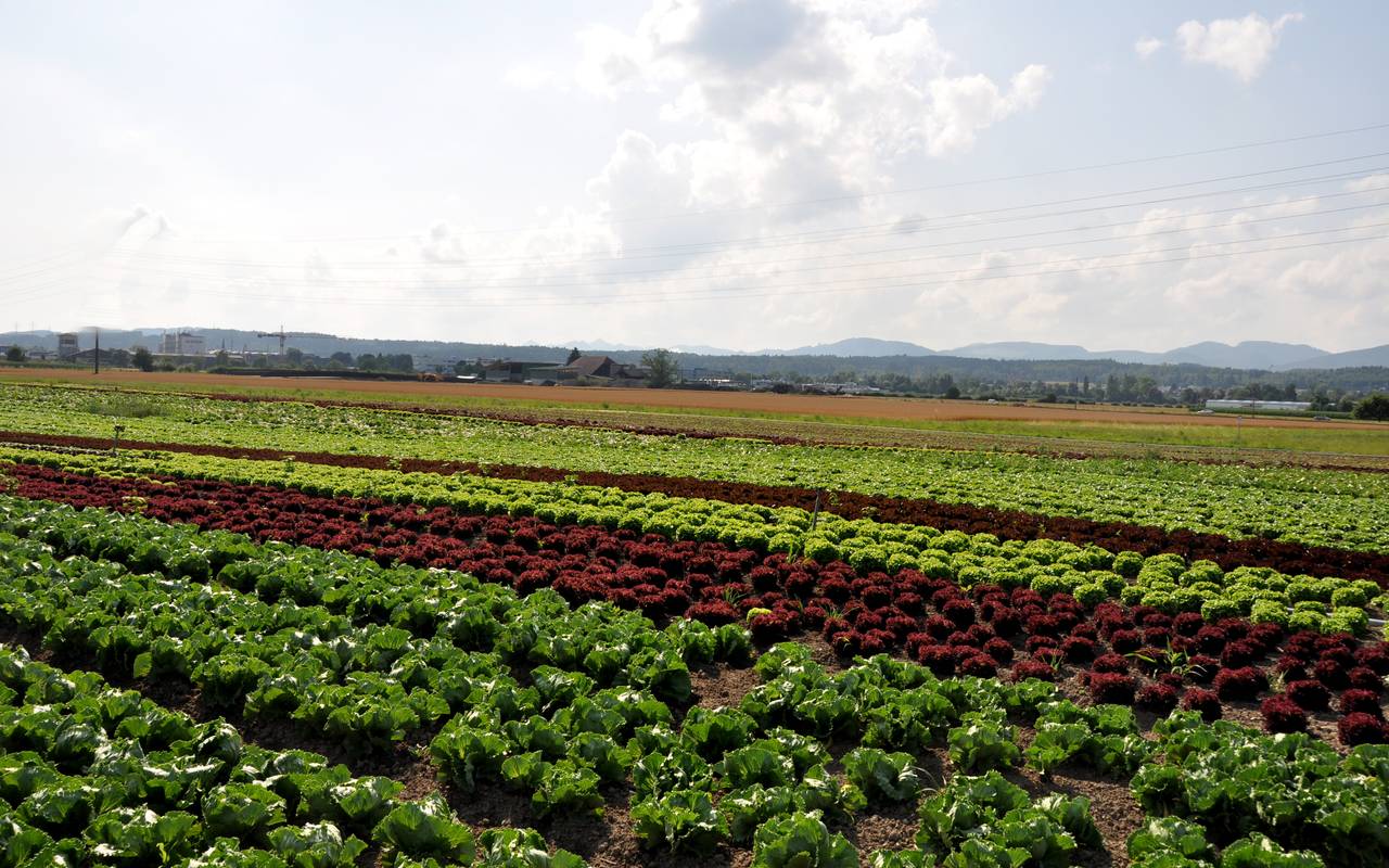 Feld mit angebautem Gemüse.