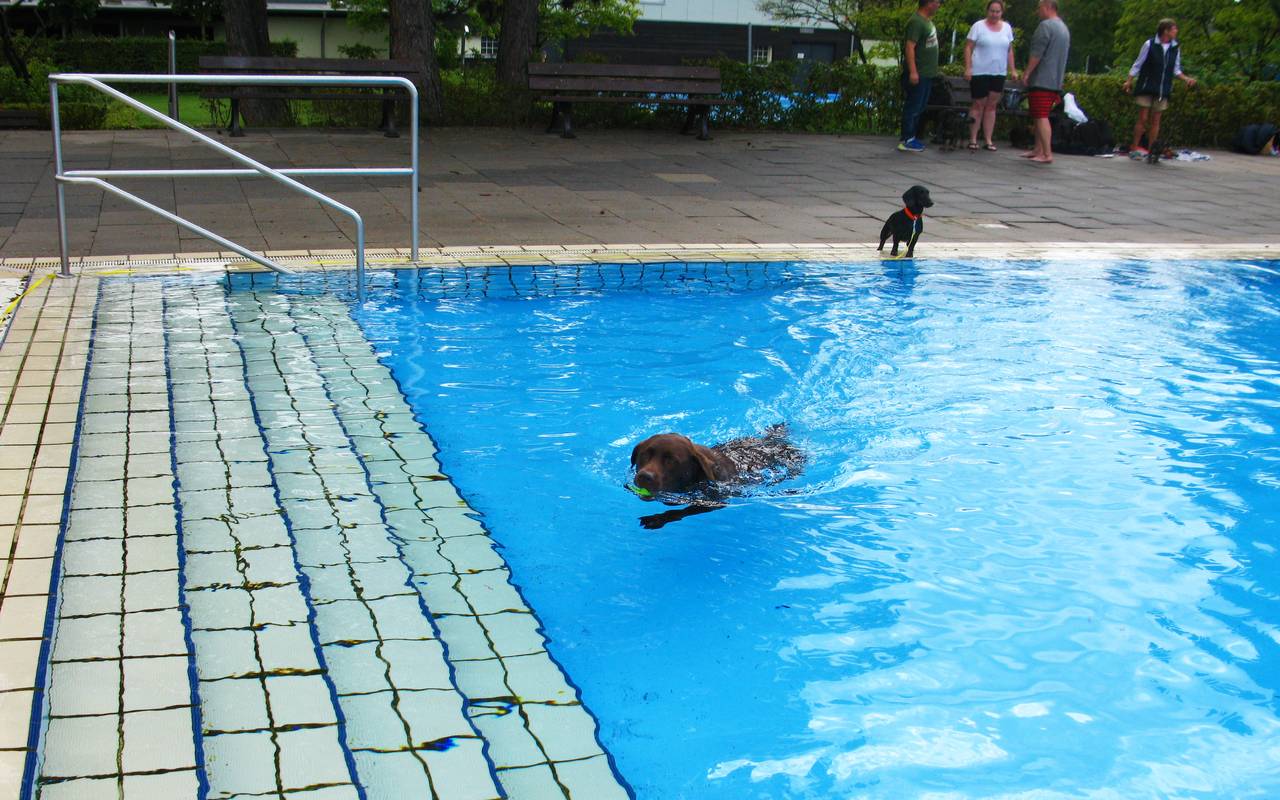 Hund schwimmt im Becken.