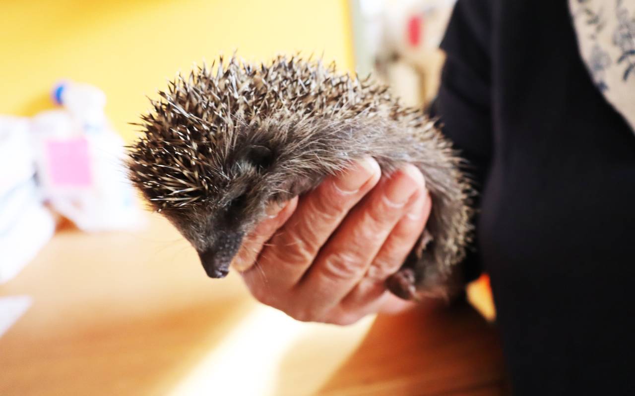 Igel wird in der Igelschutz Station aufgepäppelt.