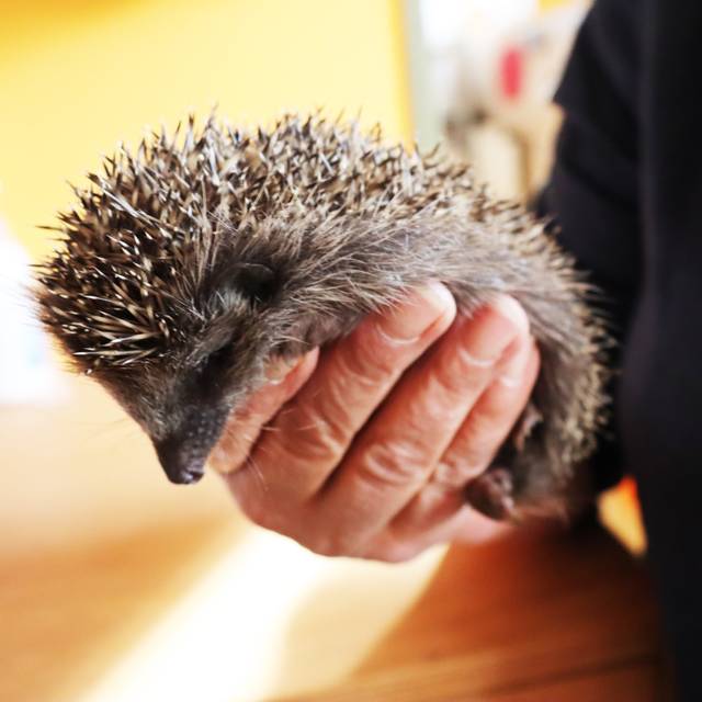 Igel wird in der Igelschutz Station aufgepäppelt.