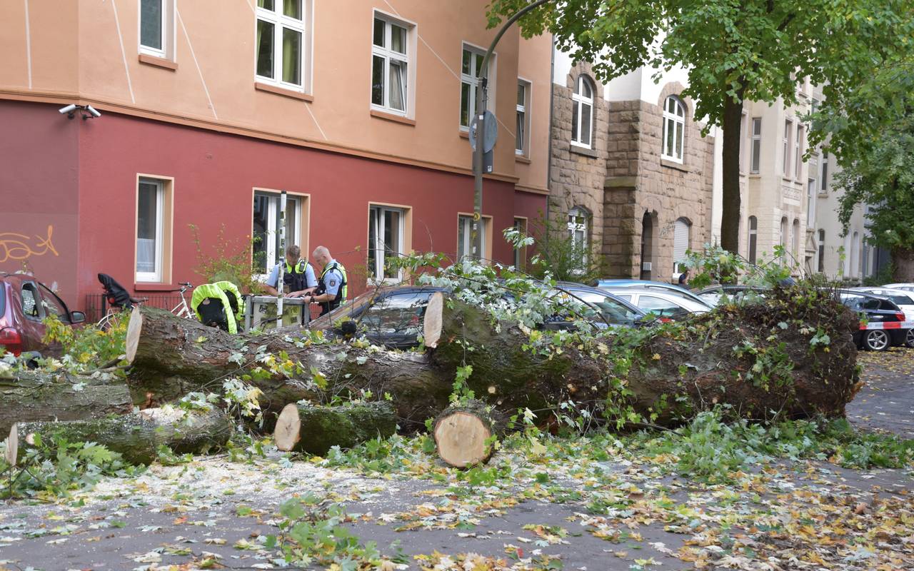 Der Baum blockert die gesamte Fahrbahn an der Liebigstraße
