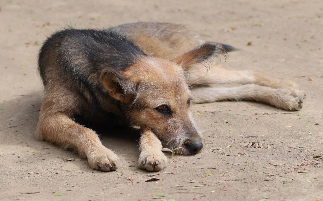 Hund liegt auf der Straße (Symbolbild)