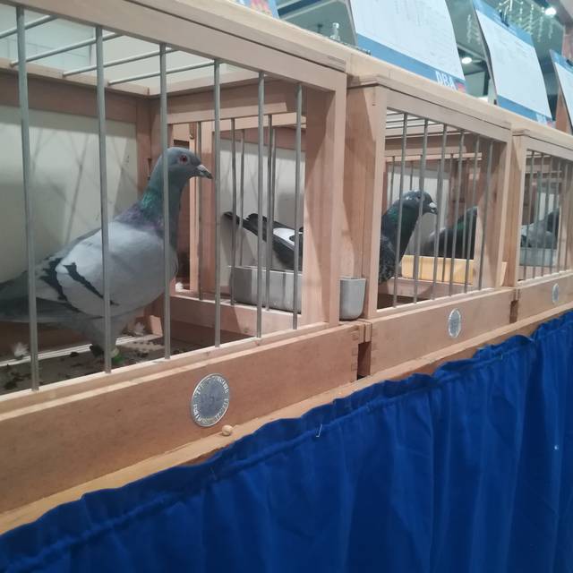Brieftauben bei der Brieftaubenausstellung in Dortmund 2020.
