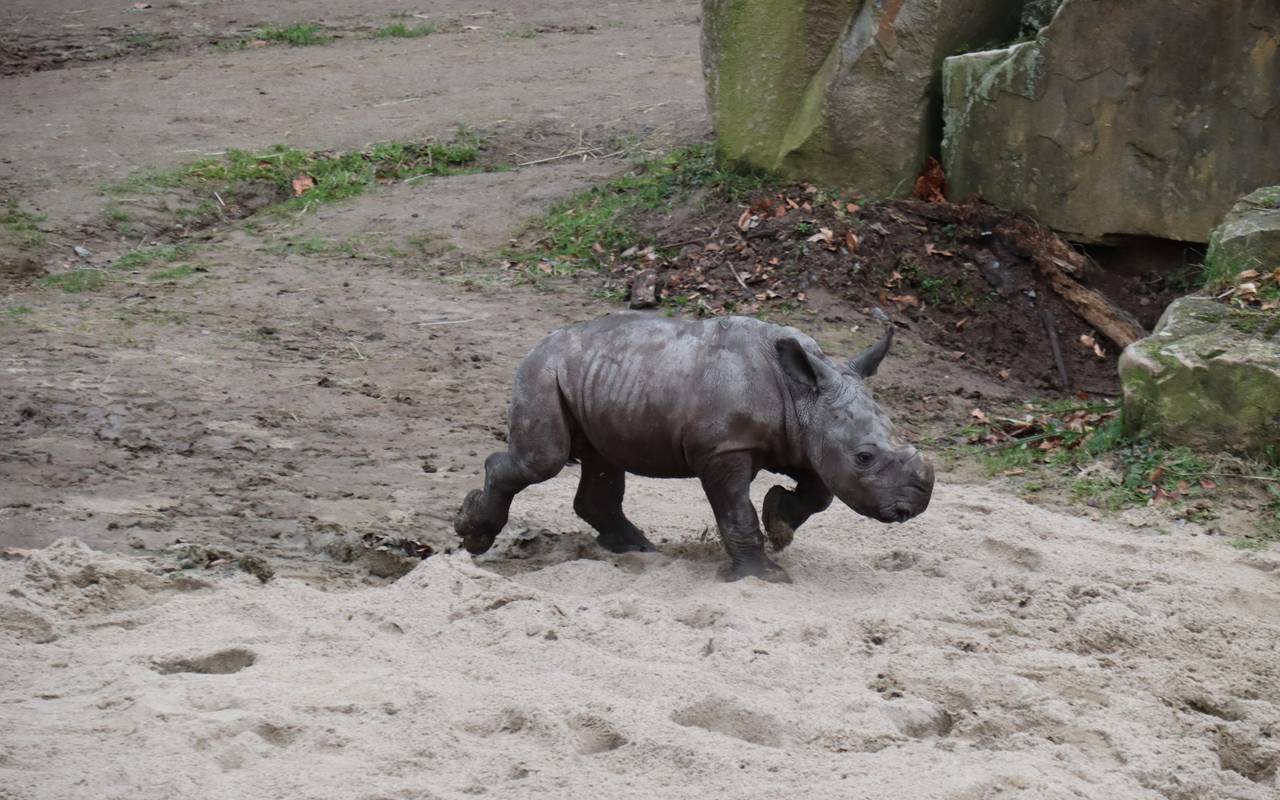 Babynashorn Willi im Zoo Dortmund.