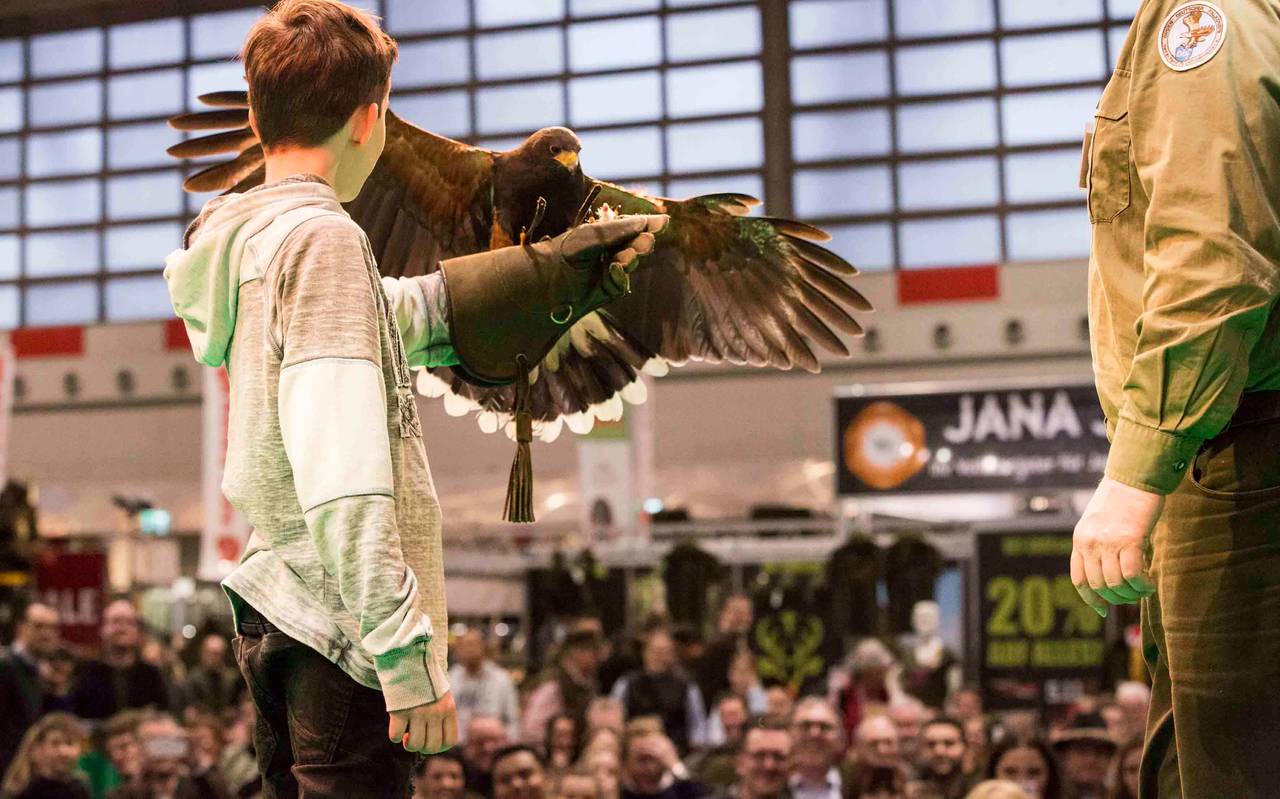Die Greifvogelvorführungen bei der Jagd und Hund Messe 2019