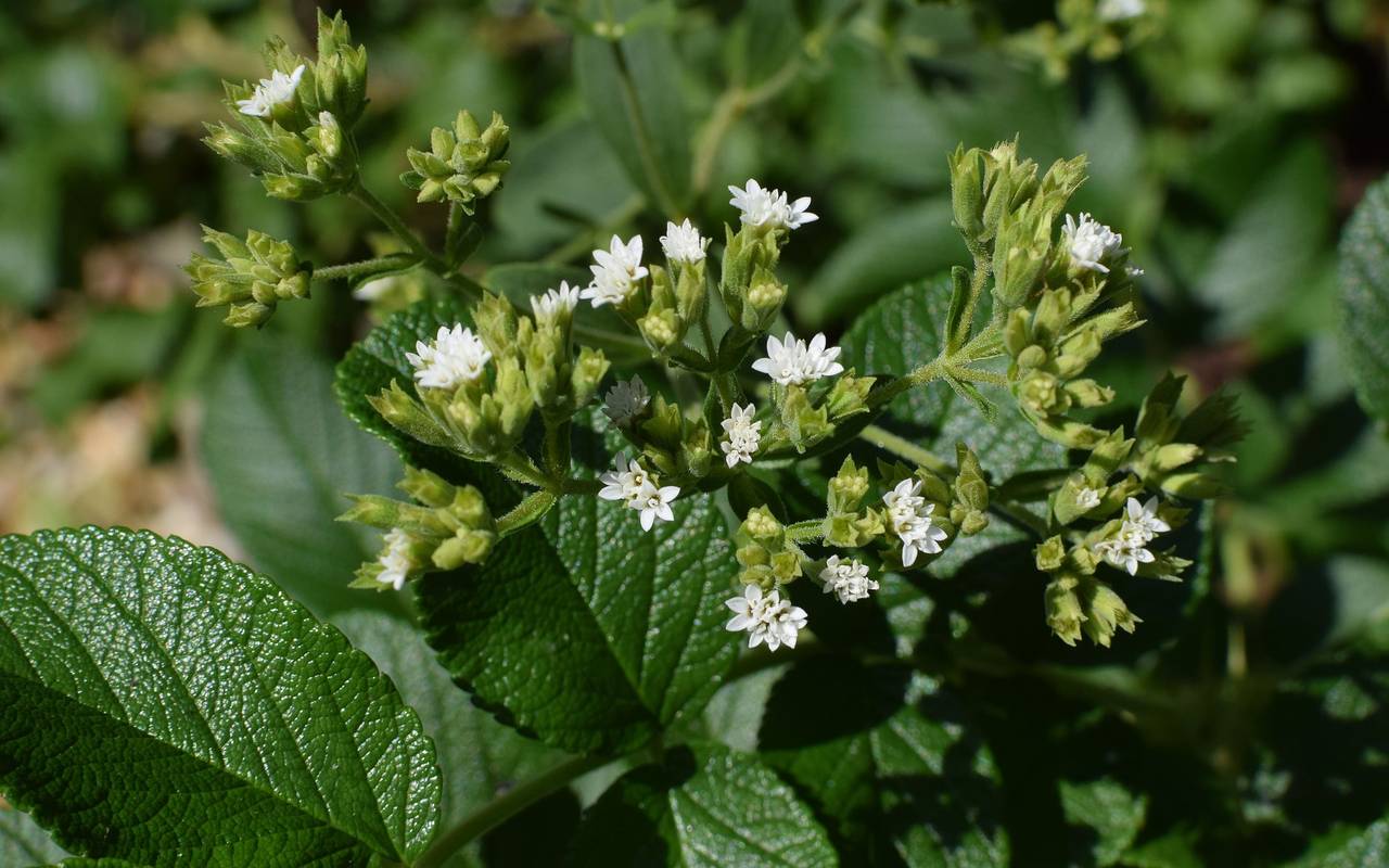 Stevia-Pflanze