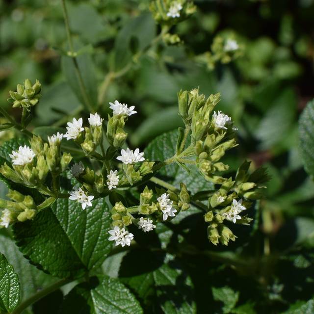 Stevia-Pflanze