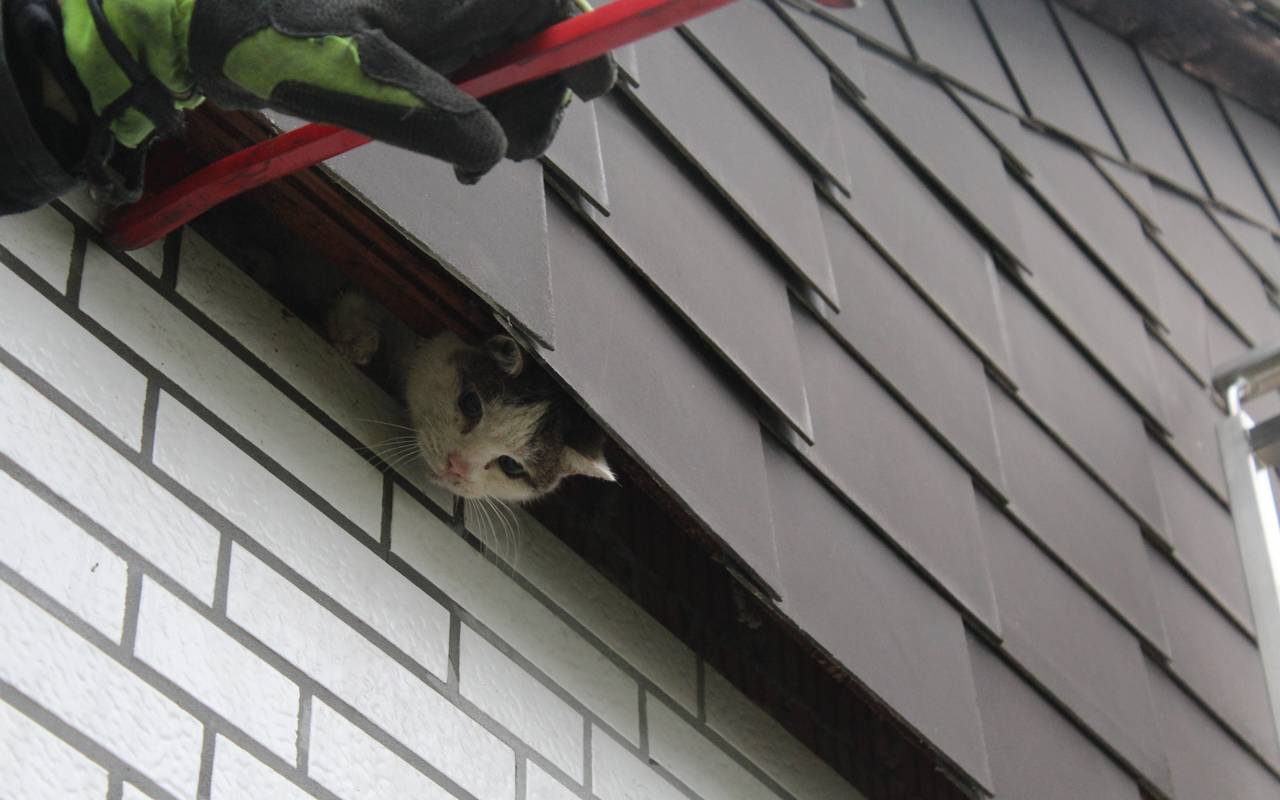 Dortmunder Feuerwehr rettet Katze