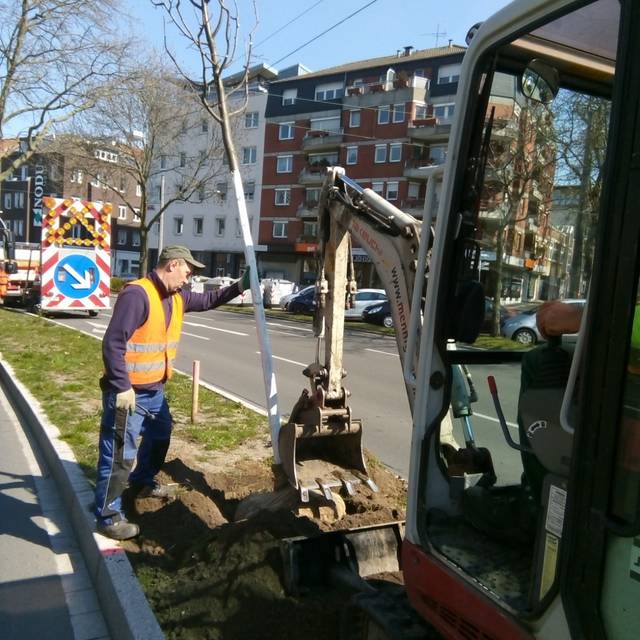 Grünflächenamt pflanzt neue Bäume am Ostwall.
