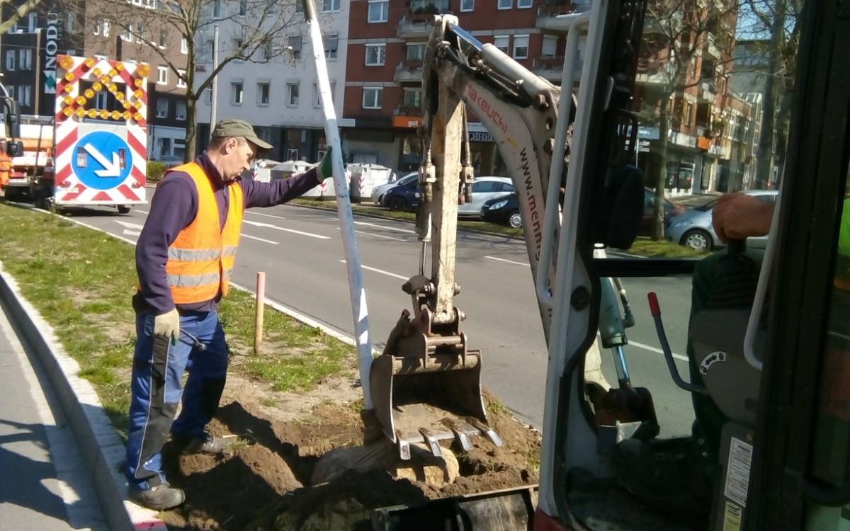 Grünflächenamt pflanzt neue Bäume am Ostwall.