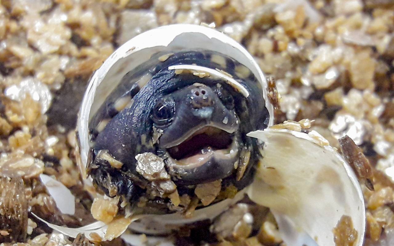 Salvins Kreuzbrustschildkröte schlüpft im Dortmunder Zoo.
