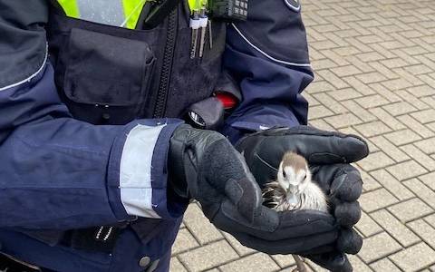 Polizeibeamte der Polizei Dortmund rette Küken in Kirchhörde.
