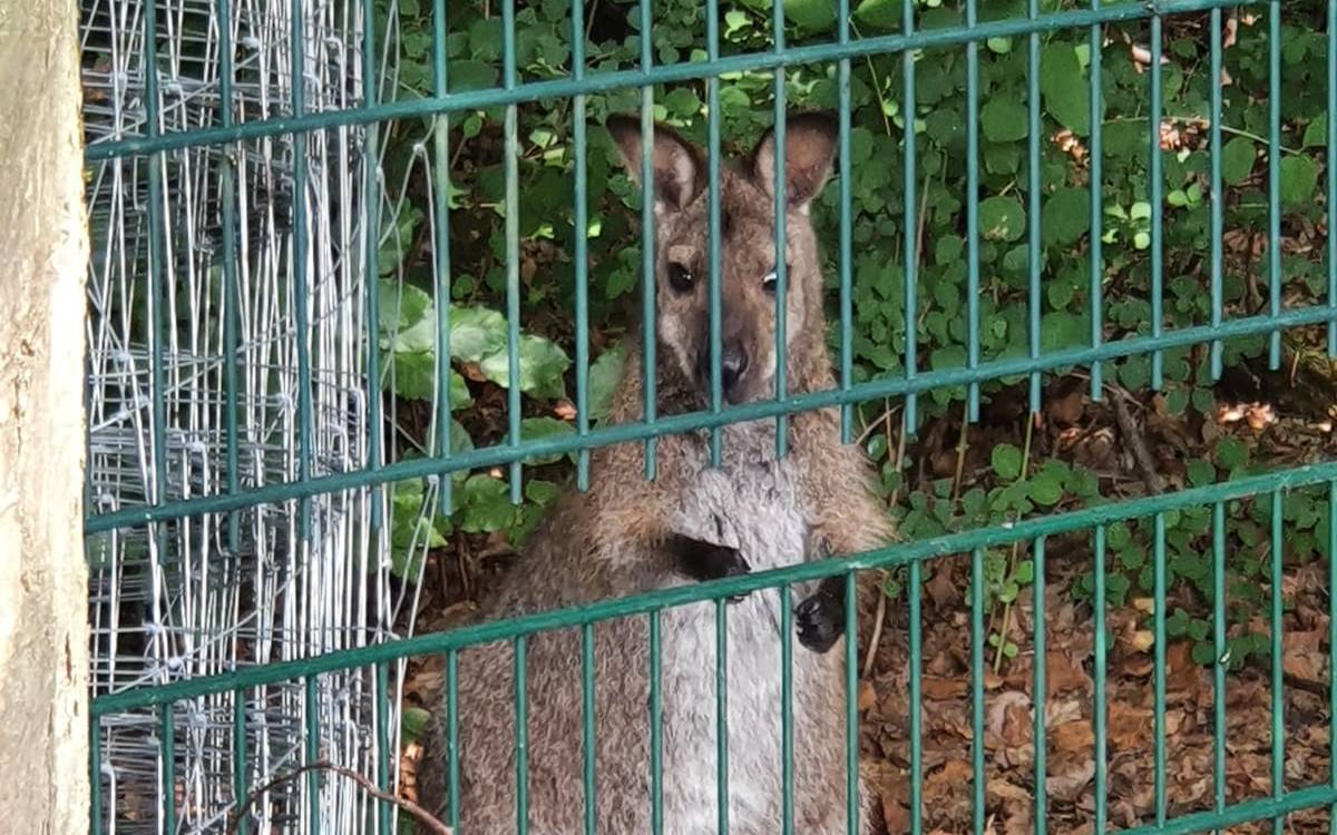 Das fehlende flüchtige Känguru stand am Morgen wieder vorm Gehege in Dortmund Brechten.