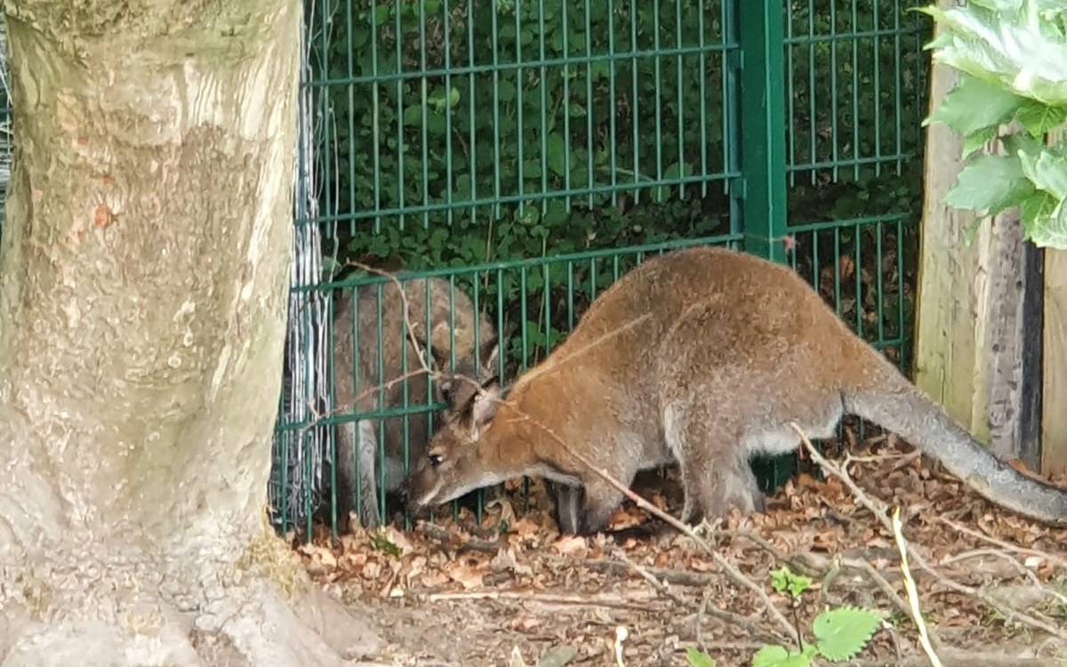 Das flüchtige Känguru wurde schon sehnsüchtig von seinen Freunden erwartet.