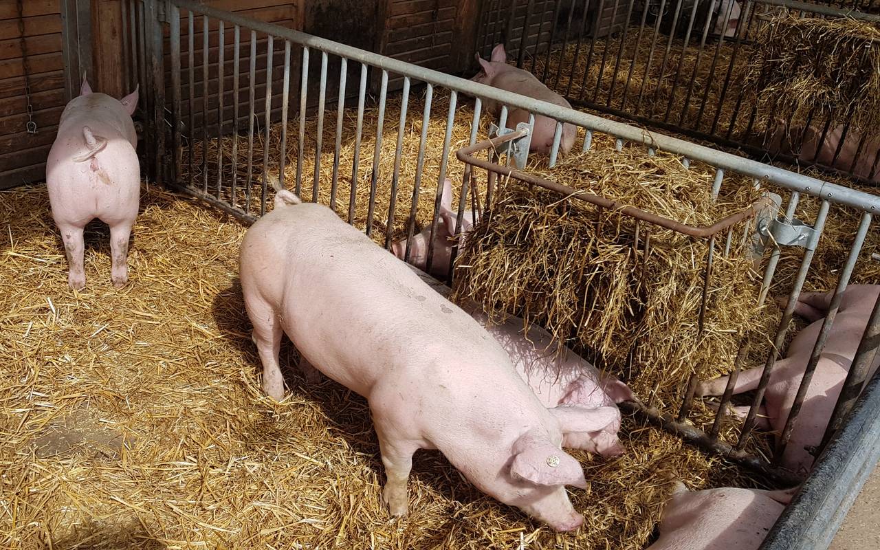 Glückliche Schweine auf dem Dortmunder Schultenhof.