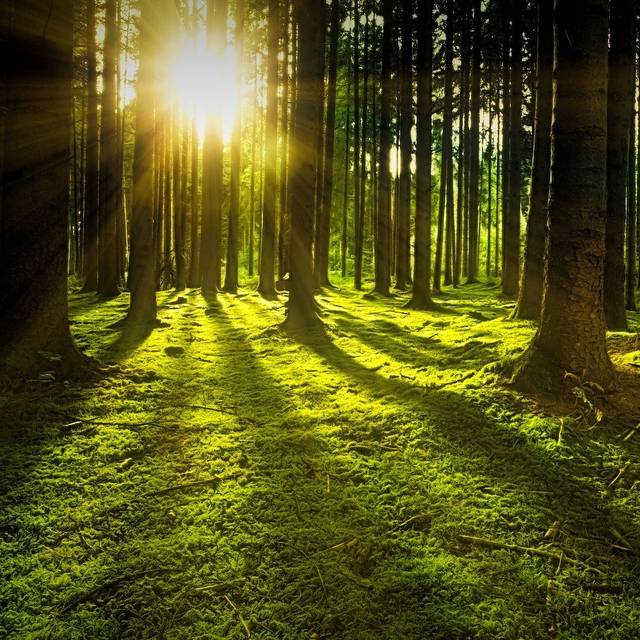 Sonne hinter den Bäumen im Wald.