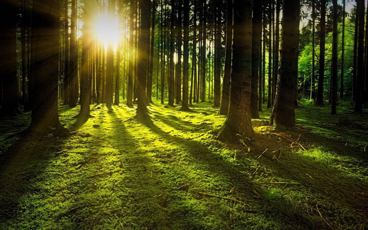 Sonne hinter den Bäumen im Wald.