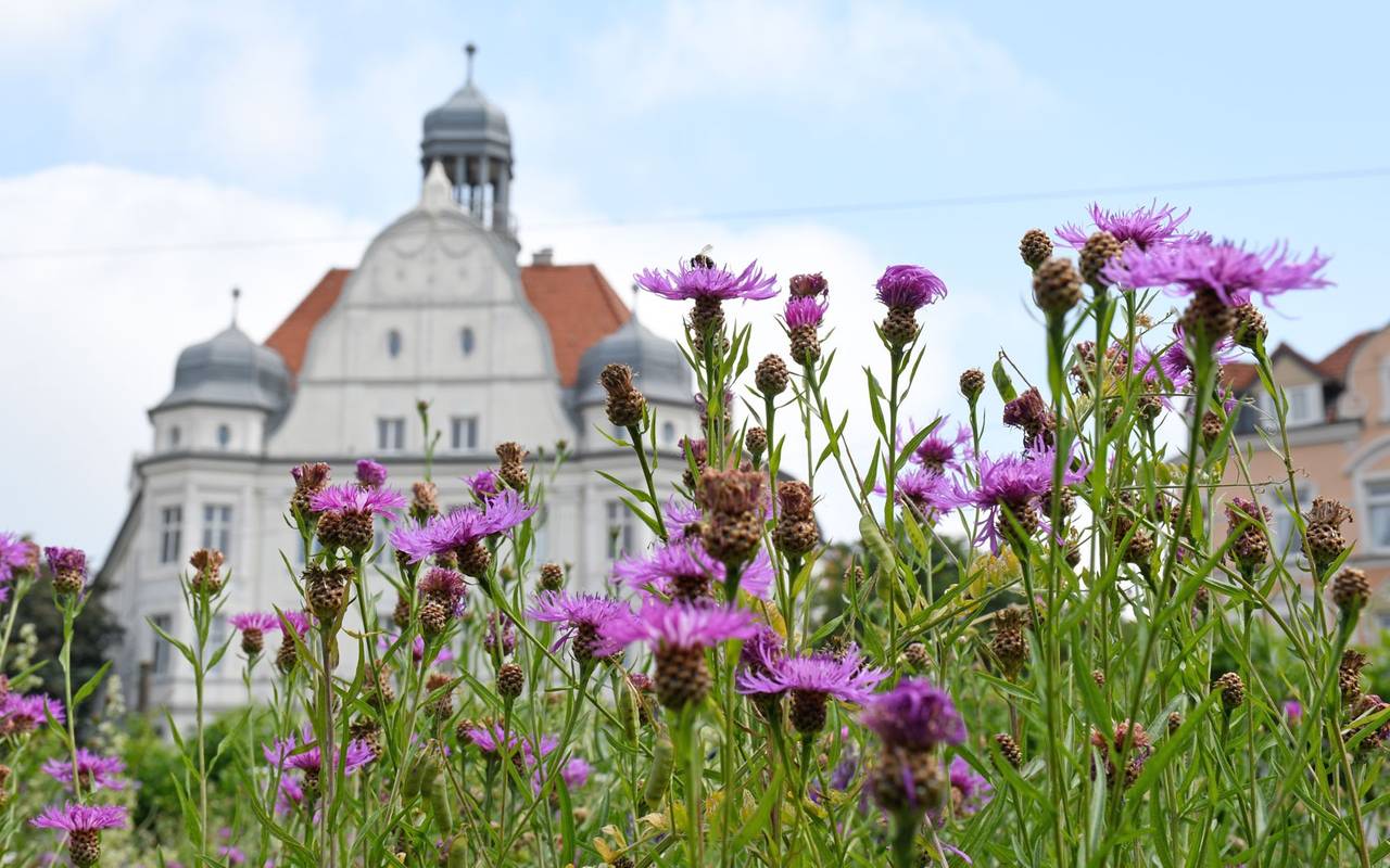 Blumenwiese auf dem Borsigplatz