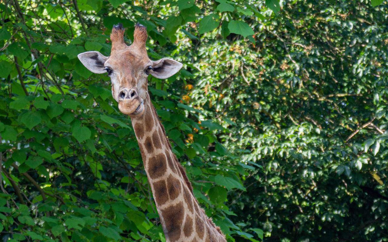 Giraffe Gambela musste im Zoo Dortmund eingeschläfert werden