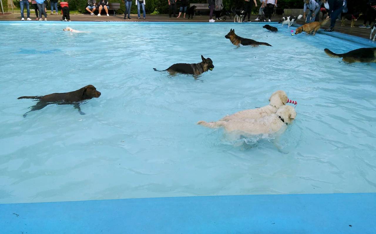 Hundeschwimmen im Freibad Dortmund-Derne.