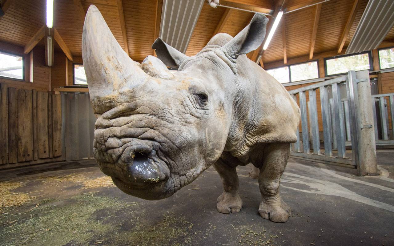 Der Zoo Dortmund feiert diesen Monat den 51. Geburtstag von Breitmaulnashorn Natala. Mit 51 Jahren ist die 1969 in Südafrika geborene Nashornkuh das älteste Nashorn in Deutschland.