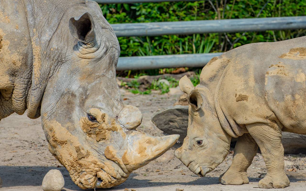 Der Zoo Dortmund feiert diesen Monat den 51. Geburtstag von Breitmaulnashorn Natala. Mit 51 Jahren ist die 1969 in Südafrika geborene Nashornkuh das älteste Nashorn in Deutschland.