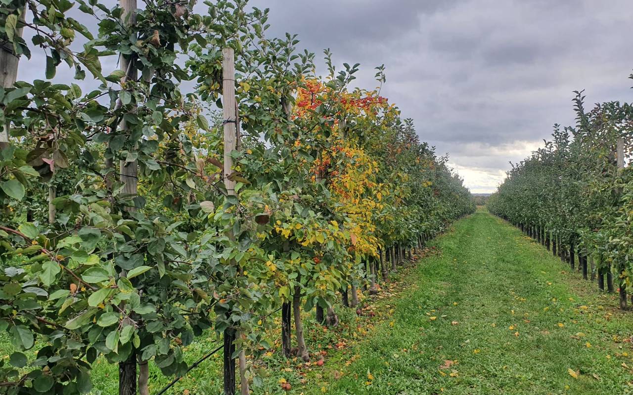Zwischendurch zeigt sich der Herbst in all seiner Farbenpracht. Die Tage werden kürzer und auf dem Bauernhof Familie Mertin in Grevel geht jetzt die Apfelernte zu Ende.