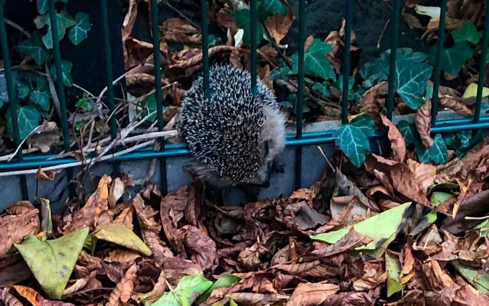 Der Igel konnte sich nicht selbstständig aus dem Zaun befreien.