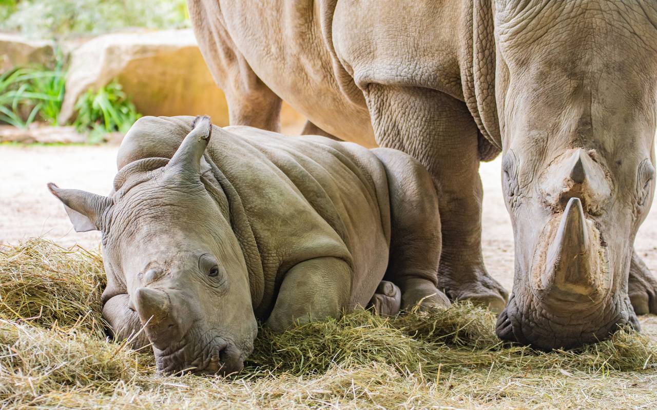 Nashorn WIlli im Dortmunder Zoo.