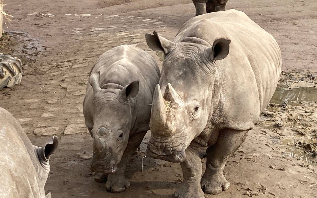 Nashorn Willi aus dem Dortmunder Zoo (März 2021)