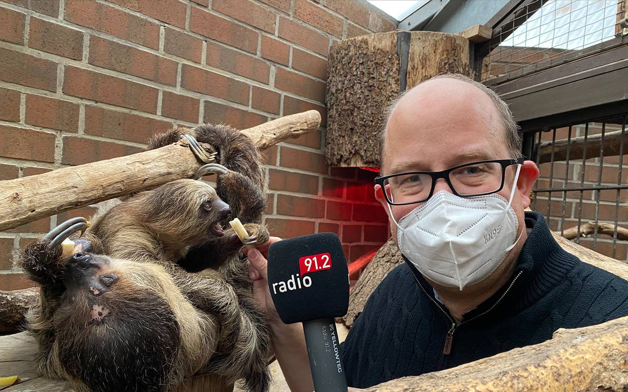 Radio 91.2-Chefredakteur kommentiert Faultier-Fütterung im Dortmunder Zoo.