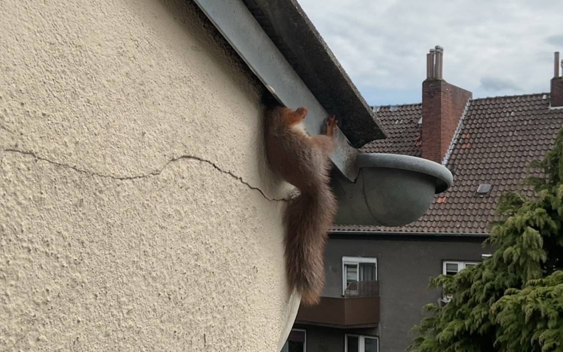 Ein an einem Dachblech eingeklemmtes Eichhörnchen an einer Hausfassade.