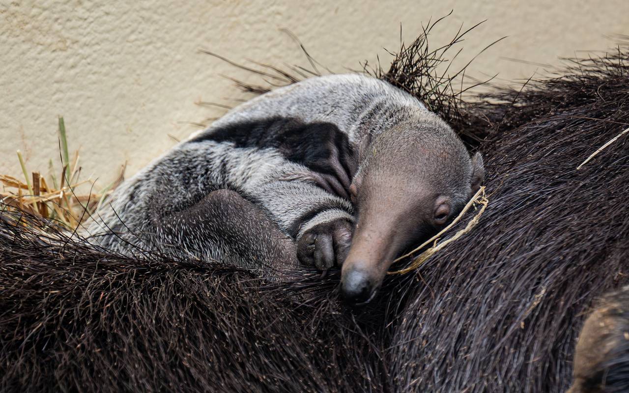 Bild des Jungtieres auf dem Rücken seiner Mutter.