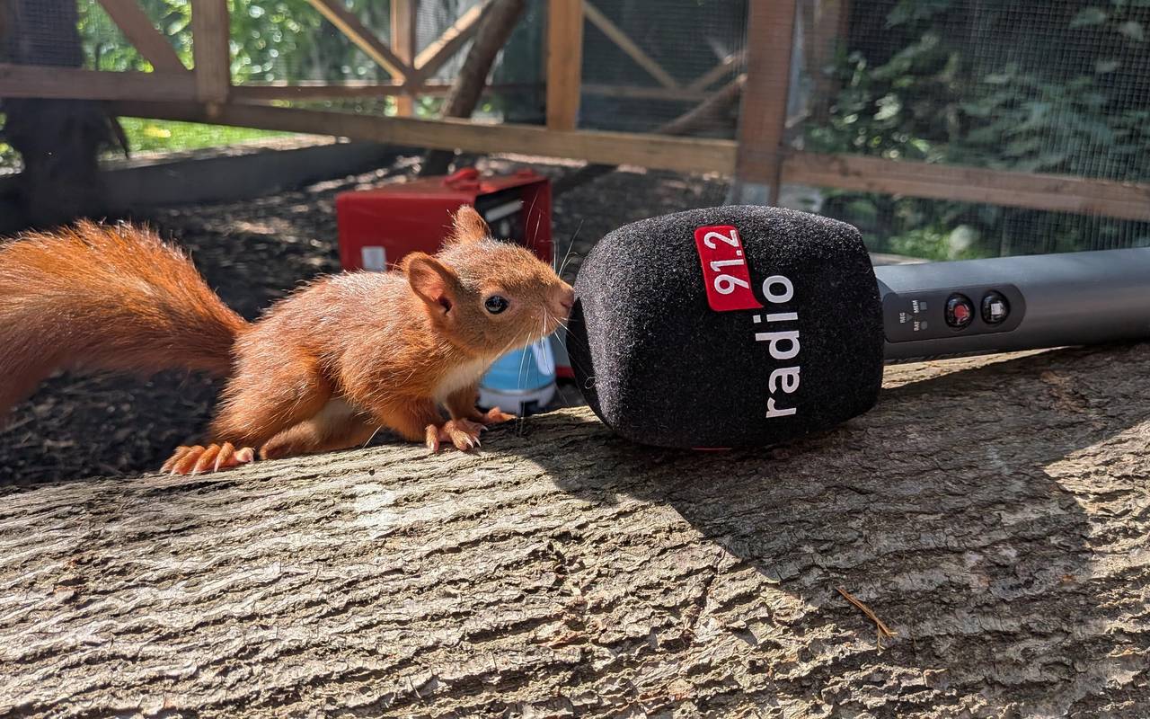 Eichhörnchen Lilly beschnuppert das Radio 91.2 Mikro.