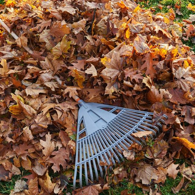 Laub im Garten fegen, Symbolbild