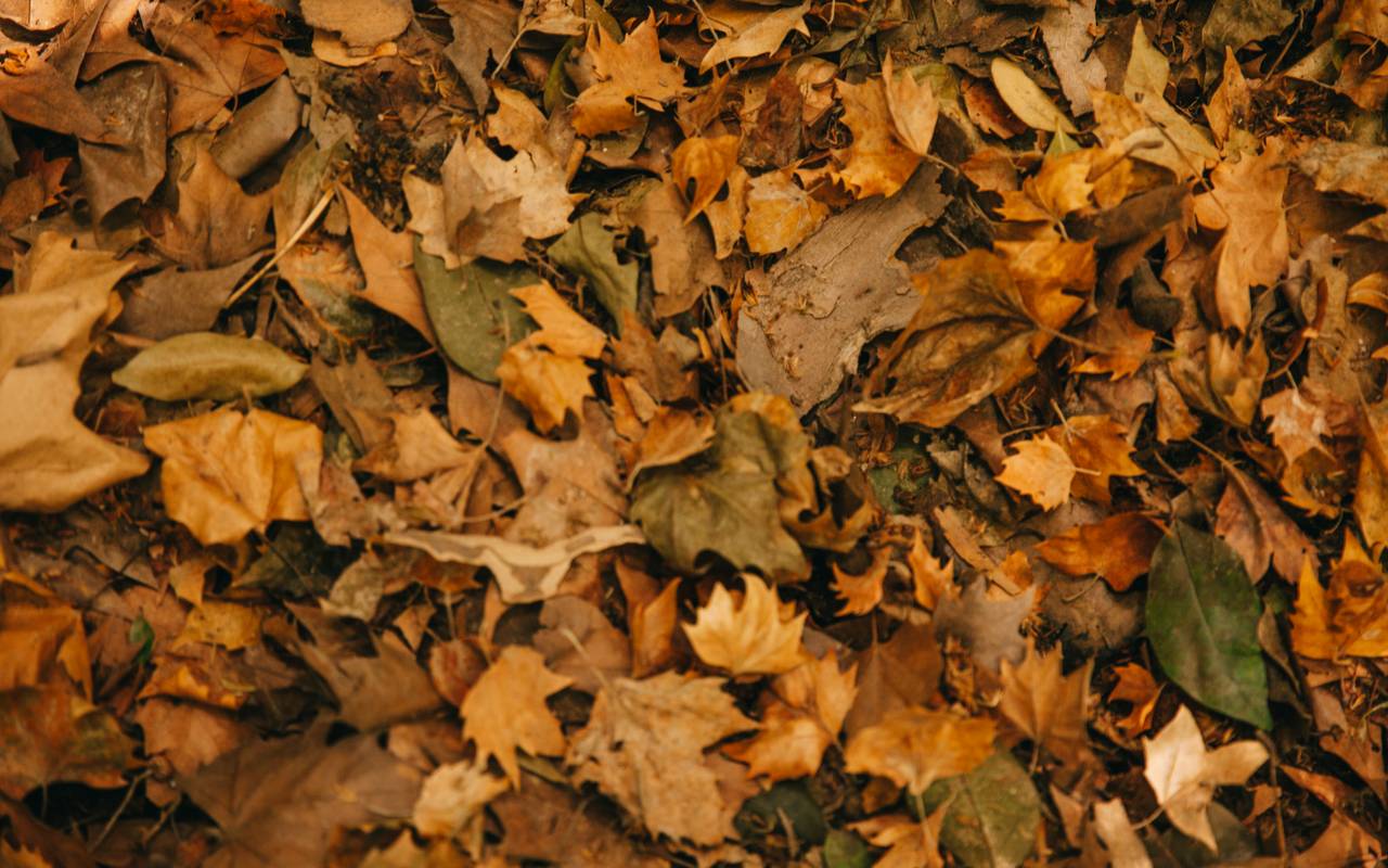 Laubhaufen im Herbst