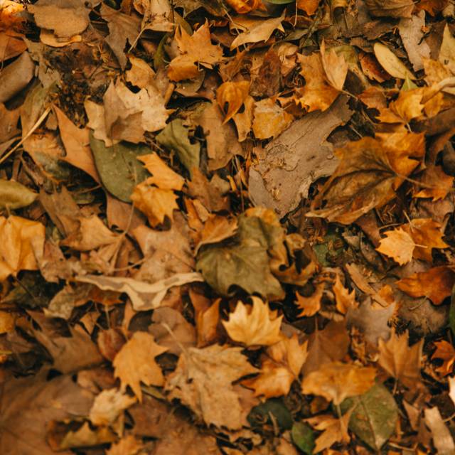 Laubhaufen im Herbst