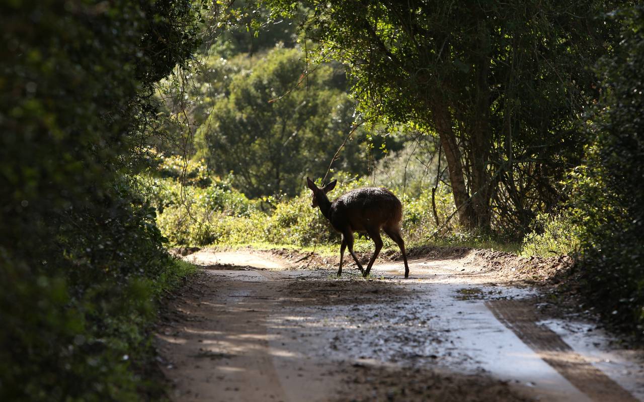 Symbolbild: Reh auf Straße