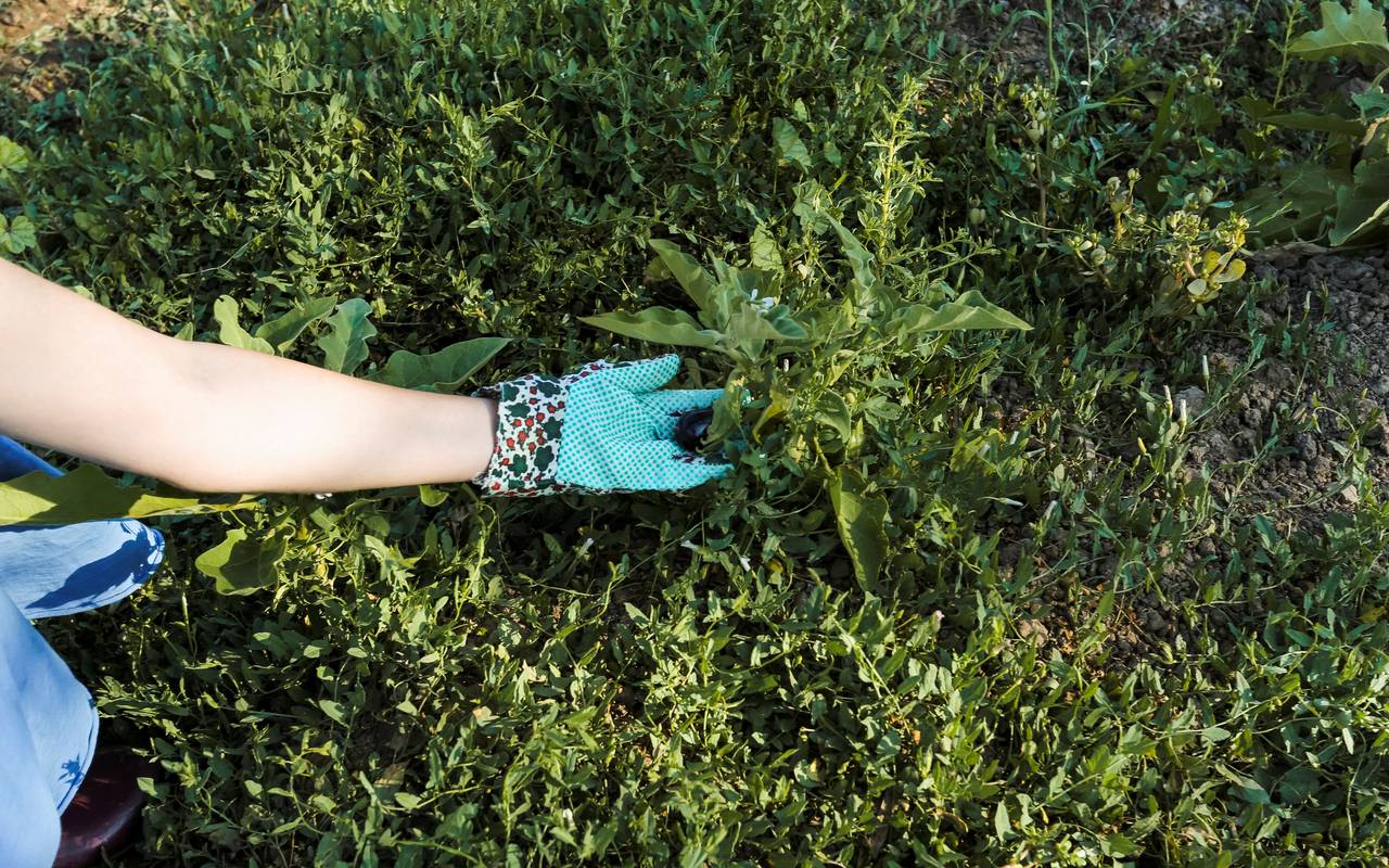 Eine Frau mit Gartenhandschuhen hält Grünzeug in der Hand