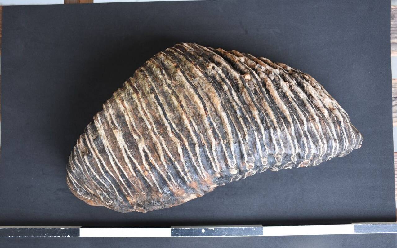 Der besonders gut erhaltener Zahn eines Mammuts wird dokumentiert (undatiertes Handout). Der Düsseldorfer Hobby Archäologe Rustam Wagner hat am Rheinufer den bis zu 125.000 Jahre alten Mammutzahn gefunden. Nun wird der Backenzahn im Düsseldorfer findet Mammut-Zahn am Rhein präpariert, um den Verfall aufzuhalten.