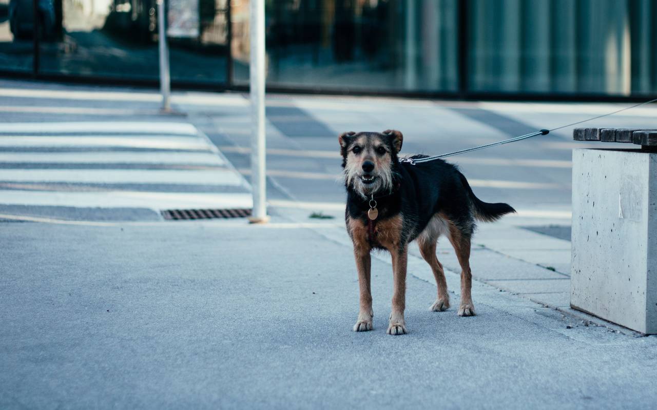Hund draußen an etwas angeleint