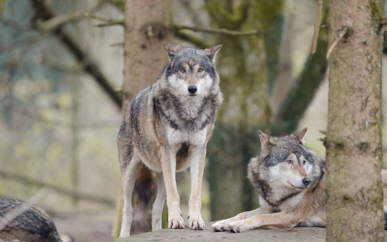 Zwei Wölfe