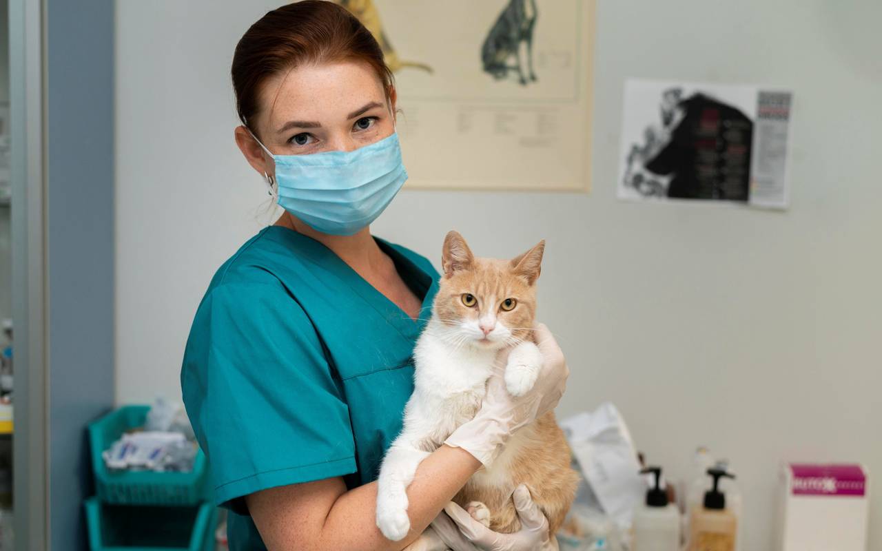 Katze auf dem Arm einer Tierärztin