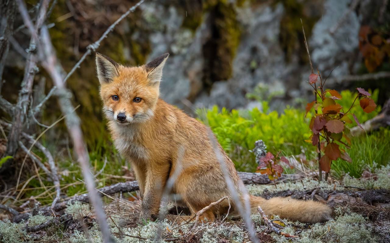 Fuchs